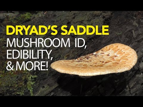 Foraging For Dryad&#039;s Saddle | Pheasant Back Mushroom