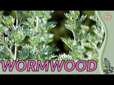 WORMWOOD Information and Growing Tips!