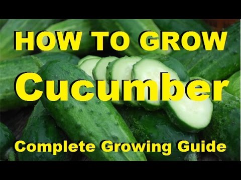 How to Grow Cucumbers - Complete Growing Guide