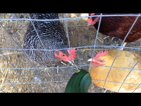 Chickens Loving Zucchini