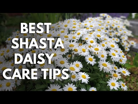 🌼 Shasta Daisy Care | Friday Plant Chat 🌼