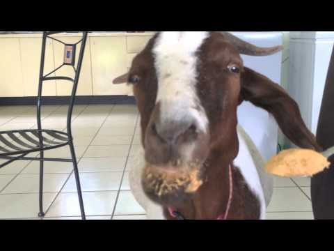 Stephie the goat loves her peanut butter!