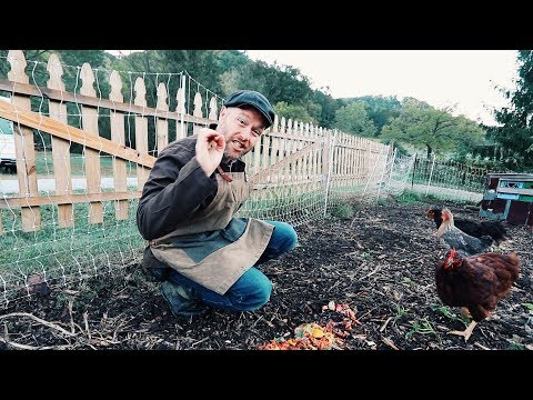 How I Feed 7 Chickens on $0 a day