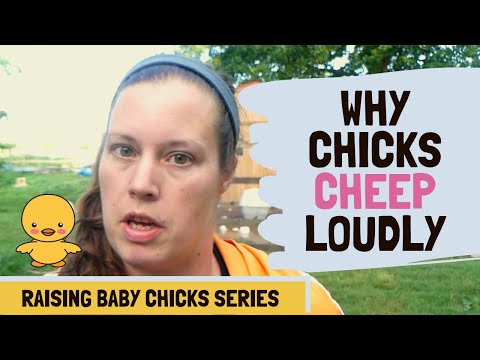 5 Reasons Baby Chicks Cheep Loudly
