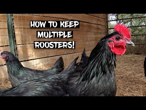 How to Keep Multiple Roosters with No Fighting!