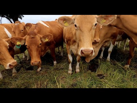 Protecting a rare breed: the Guernsey cow