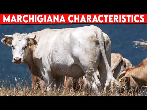 ⭕ Cattle Breeds MARCHIGIANA Characteristics ✅ Cattle MARCHIGIANA / Bulls MARCHIGIANA