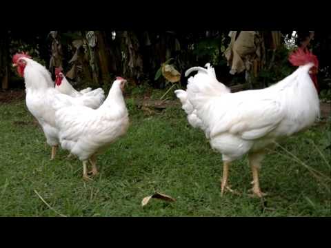 Rhode Island White Chickens