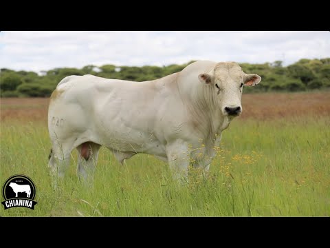 Chianina Cattle, one of the worlds biggest cattle breeds.