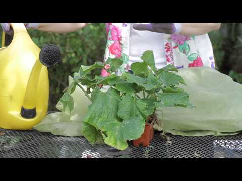 How to Protect Cucumber Plants From Excessive Heat : Garden Space