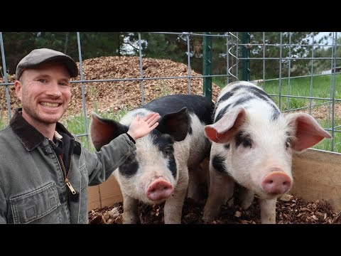 It&#039;s Swine Time | Gloucestershire Old Spot Pigs
