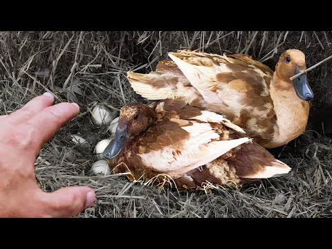 Hatching ducklings naturally (no incubator required)