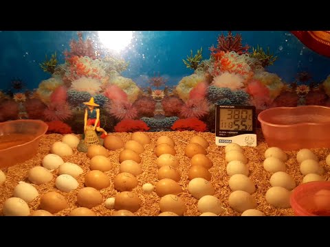 Ideal Temperature and Humidity for Incubator || Hatching Chicken Eggs