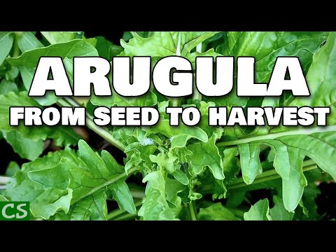Growing Arugula From Seed to Harvest