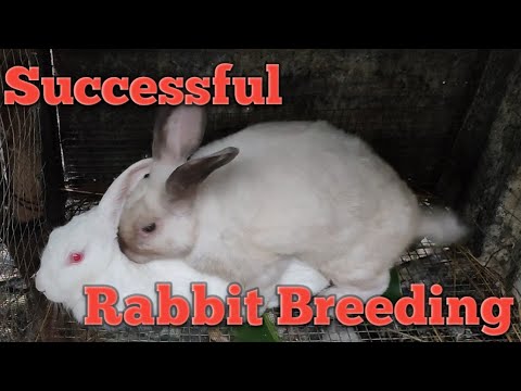 Mating Rabbit I How to Breed Rabbit | Successful Rabbit Breeding