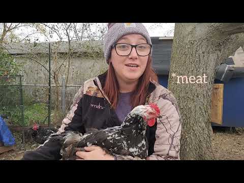 Java chickens! What you need to know and should you add them to your homestead