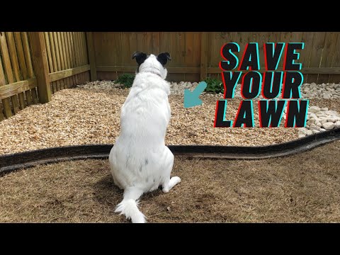 How to build a dog potty area outside on your lawn
