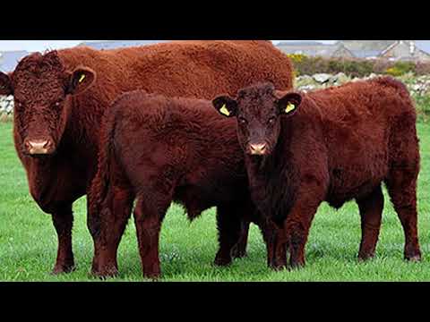 Devon Beef Cattle | Grass Based Genetics