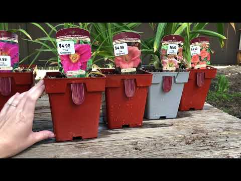 🌷 Planting Daylilies - How to Plant Daylily Flowers