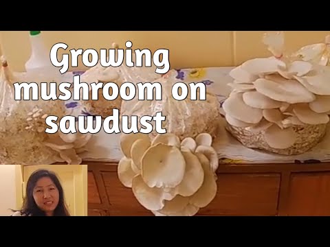 Growing Mushroom on Sawdust | Showing details from start to harvest | Shangnairan