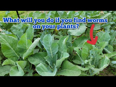 How to Get Rid of the Worms on your Broccoli and Cauliflower Plants? | Easy Way to Kill Worms