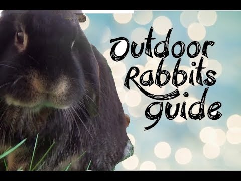 EVERYTHING for keeping RABBITS outdoors
