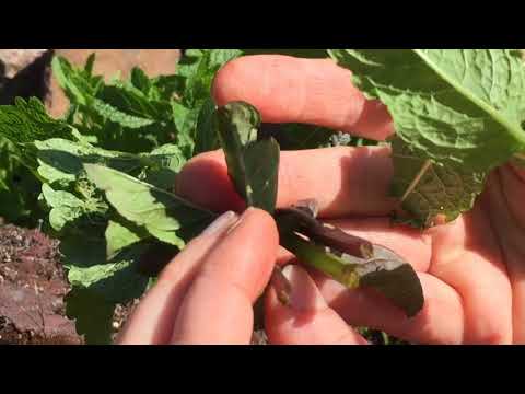 How to Identify Spearmint and the mint family of herbs