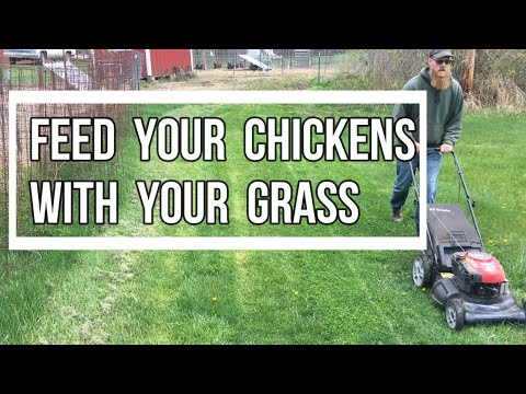 Using Grass Clippings to Feed Chickens