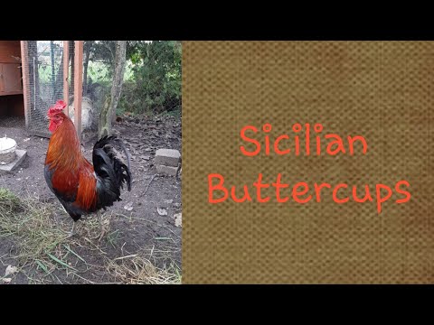 My sicilian buttercup chickens!