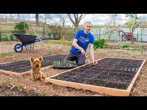 SQUARE FOOT Gardening, How to Grow MORE FOOD in LESS SPACE!