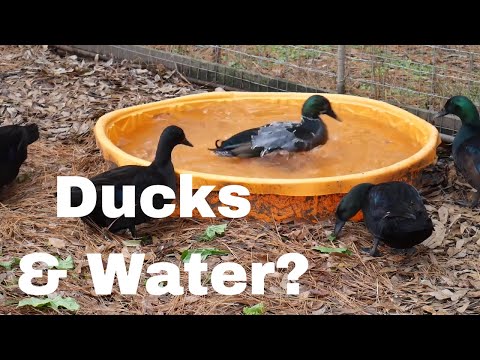 Do Ducks Actually Need Water To Swim In?