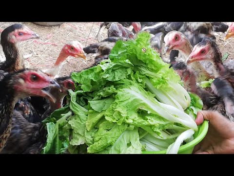 Giving Cabbage to chickens to improve health