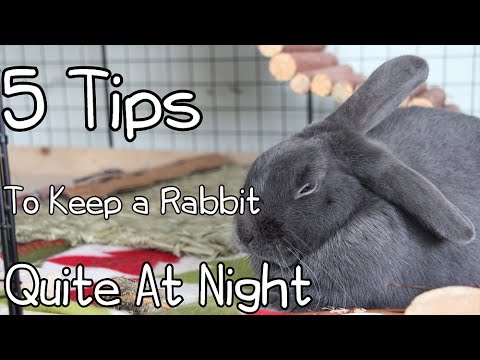 5 Tips To Keep Your Rabbit Quiet At Night