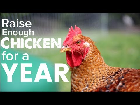Raising a Years Worth of Meat Chickens to Feed Your Family