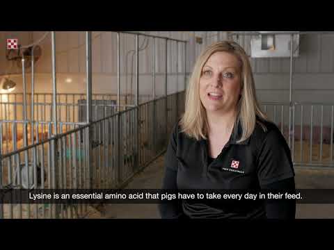 What to Feed Pigs: Complete Feeds