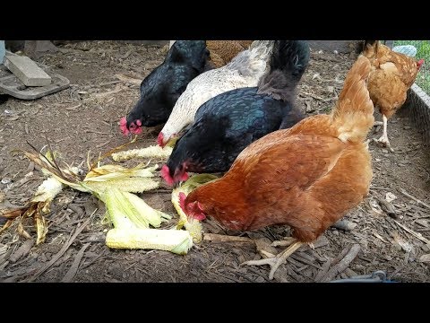 Leftover Corn on the Cob = Yummy Chicken Treats