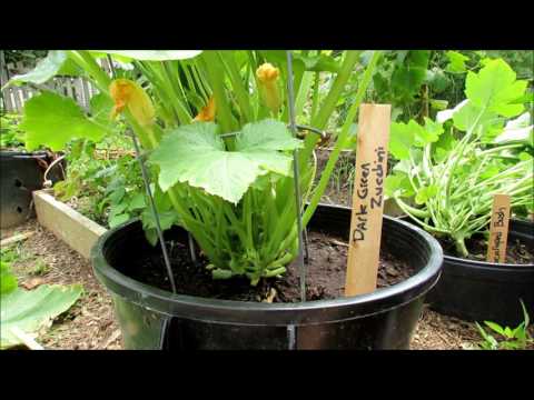 Zucchini &amp; Squash Growing Tips: Insect Inspection, Pruning, Water Wash, Peppermint Spray &amp; Feeding