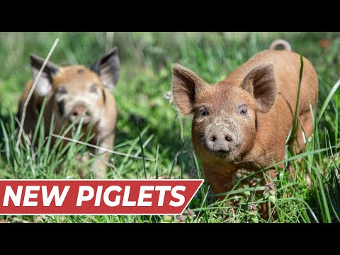 Raising PIGS for BEGINNERS! [In-Depth Guide]