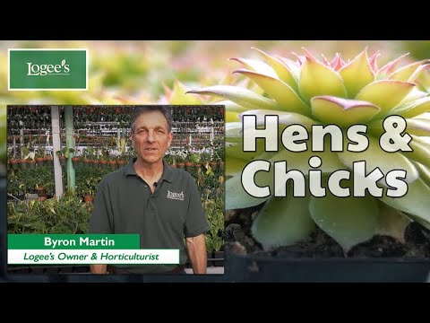 Hens and Chicks Plant ~ How to Grow and Care for &#039;Gold Nugget&#039; Hens and Chicks