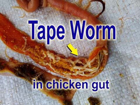 Tapeworms in Chickens, Common in Poultry Ranch, Vet Learning videos