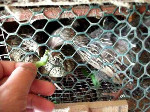 quail eating lettuce from my hand
