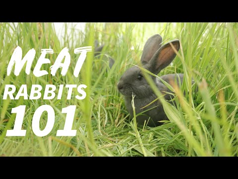 Everything You Need To Know About Raising Rabbits