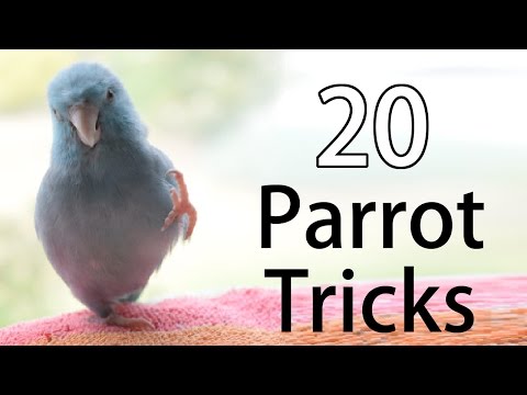 20 Fun Parrot Tricks