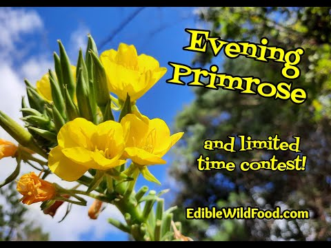 Evening Primrose Identification, Uses and Contest!!