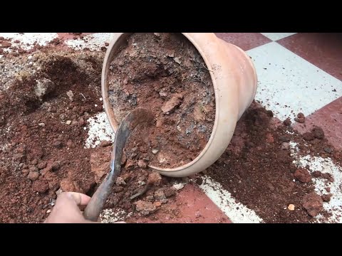 5 STEPS TO REJUVENATE EXPIRED OLD POTTING SOIL MIX | Revitalize Old Garden Soil
