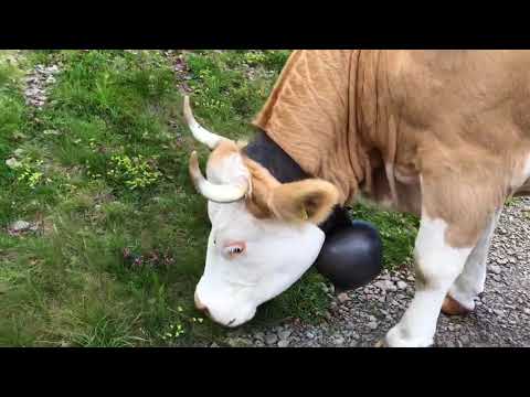 Swiss Cow Bells