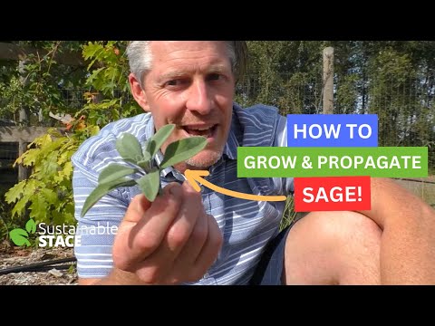 HOW TO GROW AND PROPAGATE SAGE.
