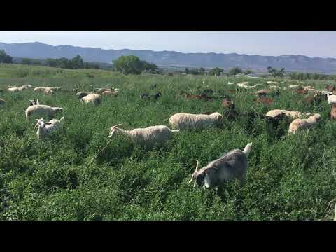 Grazing Alfalfa with our sheep and goats