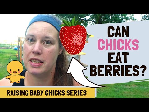 Can Chickens Eat Strawberries?