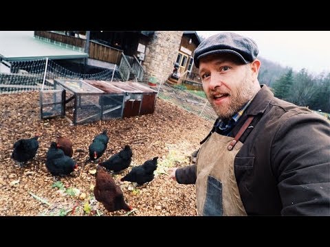 How I feed SIX Chickens for FREE